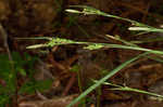 Lined sedge